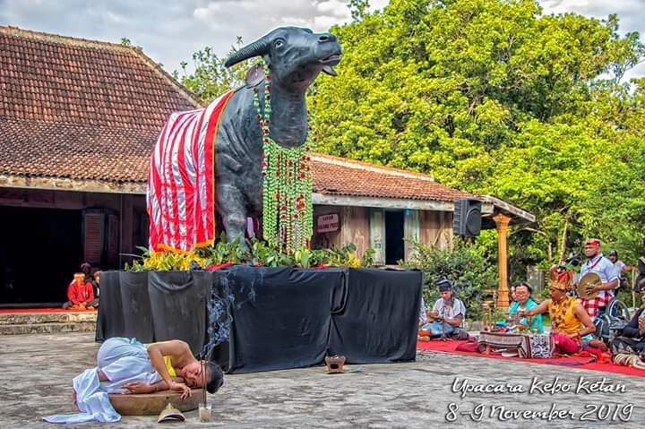 Upacara Kebo Ketan di Ngawi Jawa Timur untuk Memperingati Maulid Nabi SAW