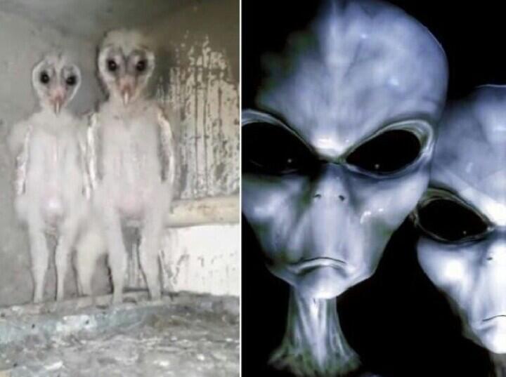 Bayi Burung Hantu Ini Sempat Membuat Heboh Netizen, Sekilas Terlihat Seperti Alien 