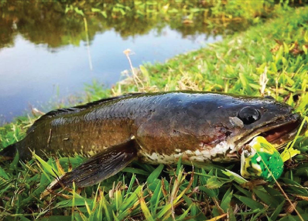Segudang Manfaat Ikan Gabus dan Temulawak untuk Kesehatan Anda