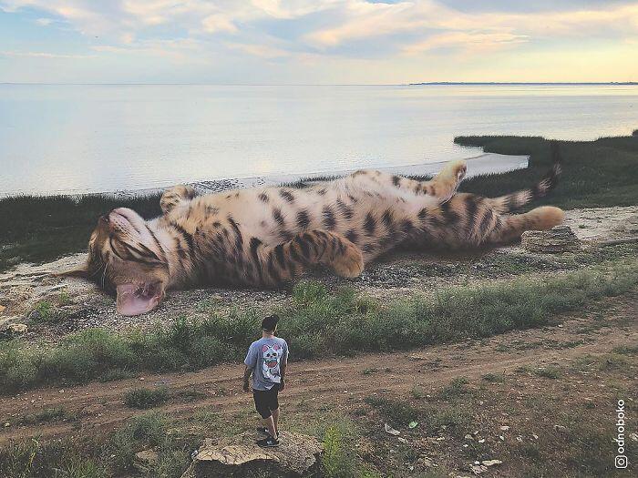 Lucu! Begini Jadinya Kalau Kucing Berukuran Lebih Besar Daripada Manusia