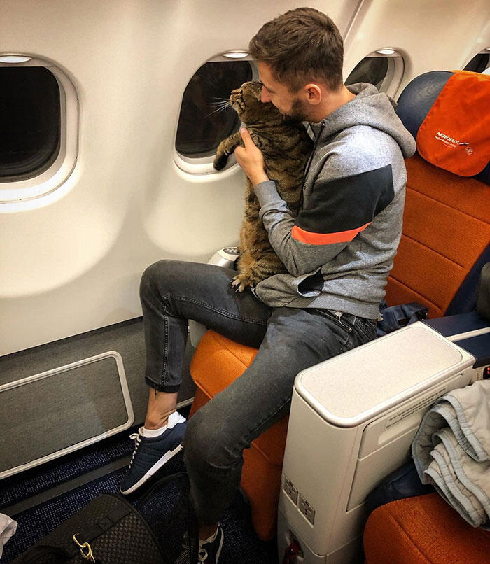 Pria Ini Selundupkan Kucing ke Kabin Pesawat, Akhirnya Kena Hukuman