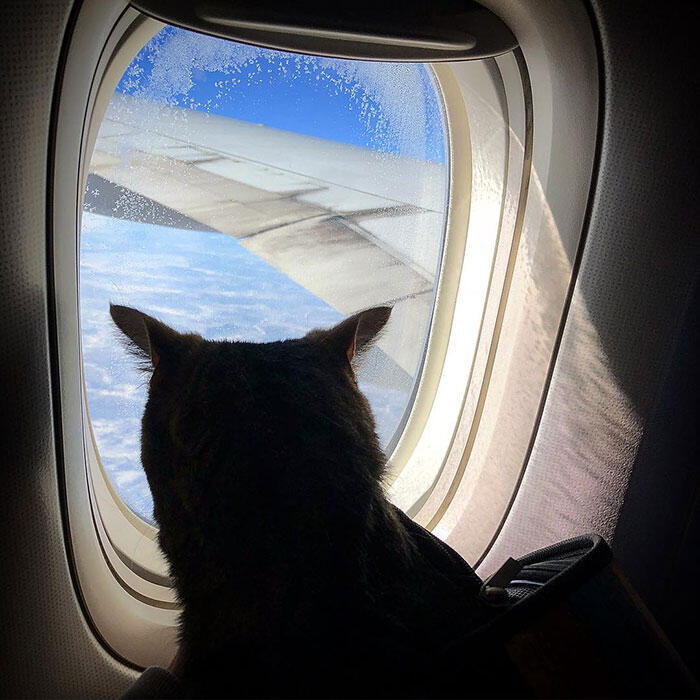 Pria Ini Selundupkan Kucing ke Kabin Pesawat, Akhirnya Kena Hukuman