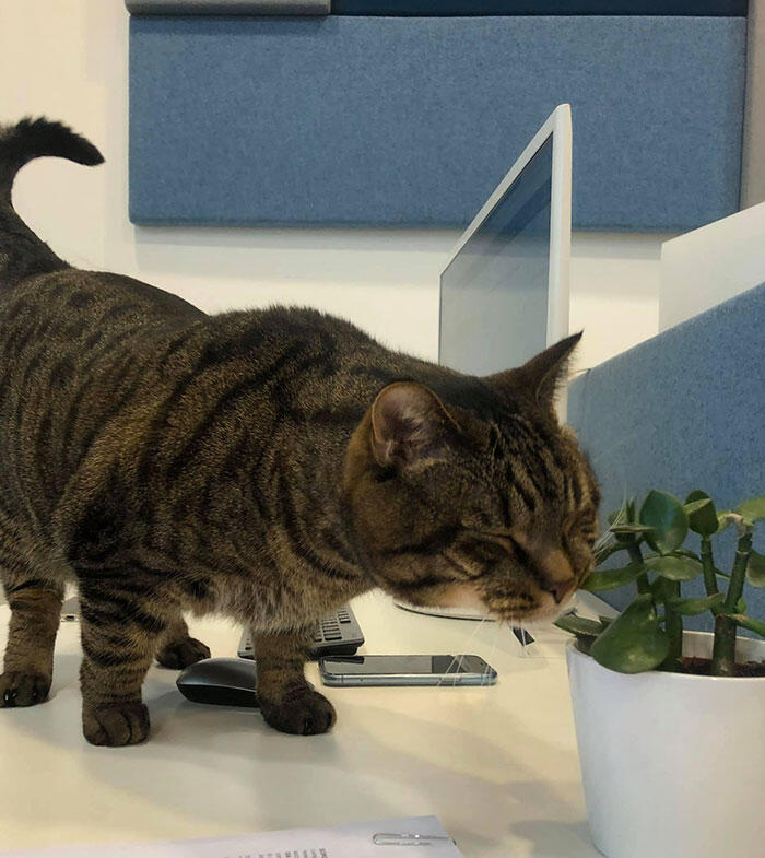Pria Ini Selundupkan Kucing ke Kabin Pesawat, Akhirnya Kena Hukuman