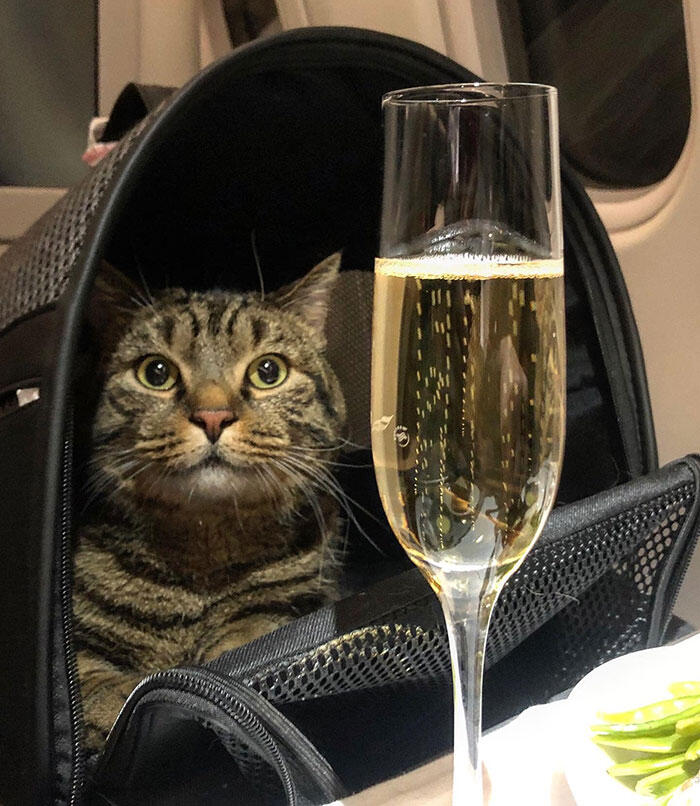 Pria Ini Selundupkan Kucing ke Kabin Pesawat, Akhirnya Kena Hukuman