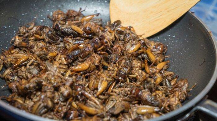 Anti Mainstream! Ini Dia Makanan Berbahan Dasar Serangga Asli Indonesia! 