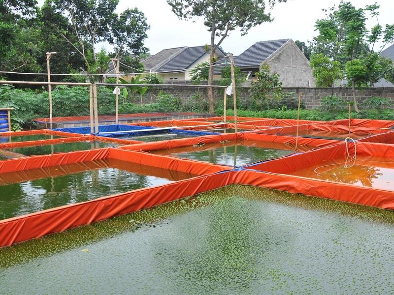 Cara Ternak Ikan Lele Yang Bikin Kita SUKSES