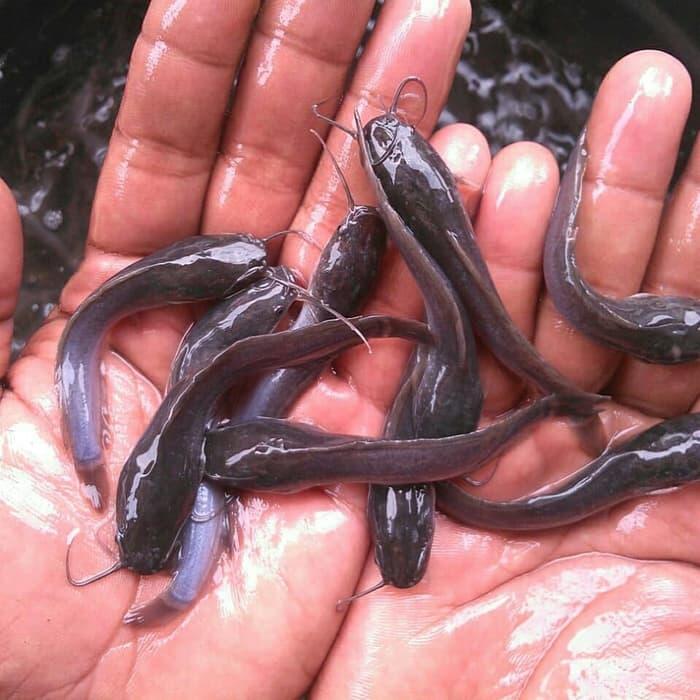 Cara Ternak Ikan Lele Yang Bikin Kita SUKSES