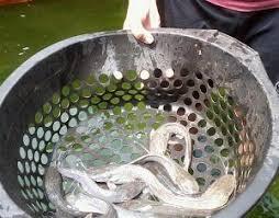 Cara Ternak Ikan Lele Yang Bikin Kita SUKSES