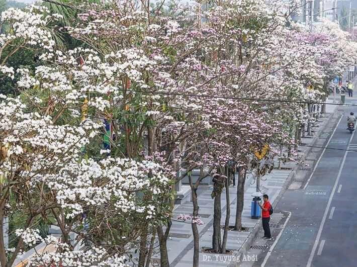 Bunga Ini Membuat Surabaya Jadi Mirip Jepang, Lihat Betapa Cantiknya Kota Pahlawan!