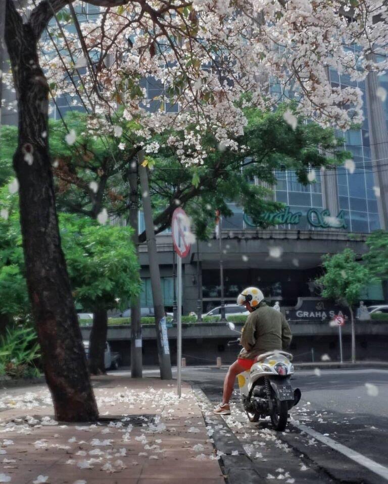 Bunga Ini Membuat Surabaya Jadi Mirip Jepang, Lihat Betapa Cantiknya Kota Pahlawan!