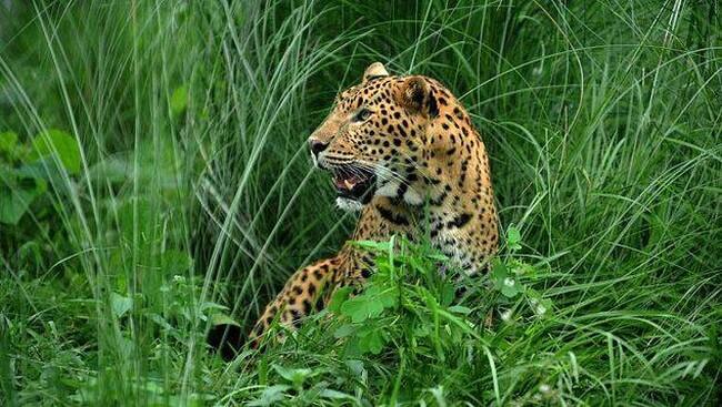 Harimau Bermunculan! Benarkah Tanda Gunung Akan Meletus, Atau Sekedar Disorientasi?