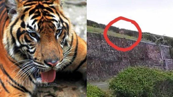 Harimau Bermunculan! Benarkah Tanda Gunung Akan Meletus, Atau Sekedar Disorientasi?