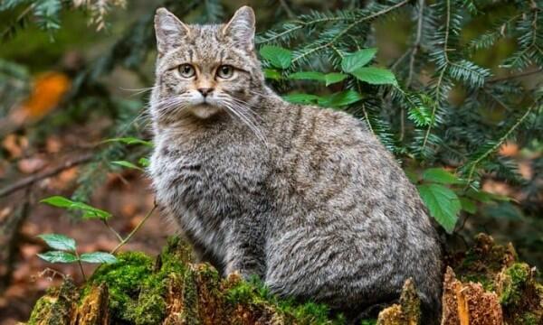 Kenapa Kucing Suka Memberi "Hadiah" untuk Majikan? Ini Penjelasannya!