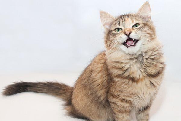 Kenapa Kucing Suka Memberi "Hadiah" untuk Majikan? Ini Penjelasannya!