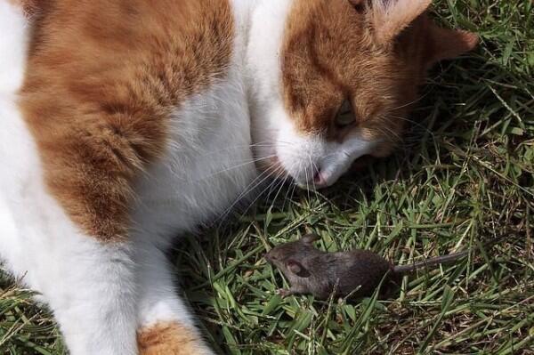Kenapa Kucing Suka Memberi "Hadiah" untuk Majikan? Ini Penjelasannya!