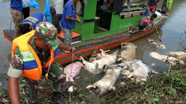 Pemerintah Buka Opsi Beli Babi yang Terkena Virus Hog Cholera di Sumut