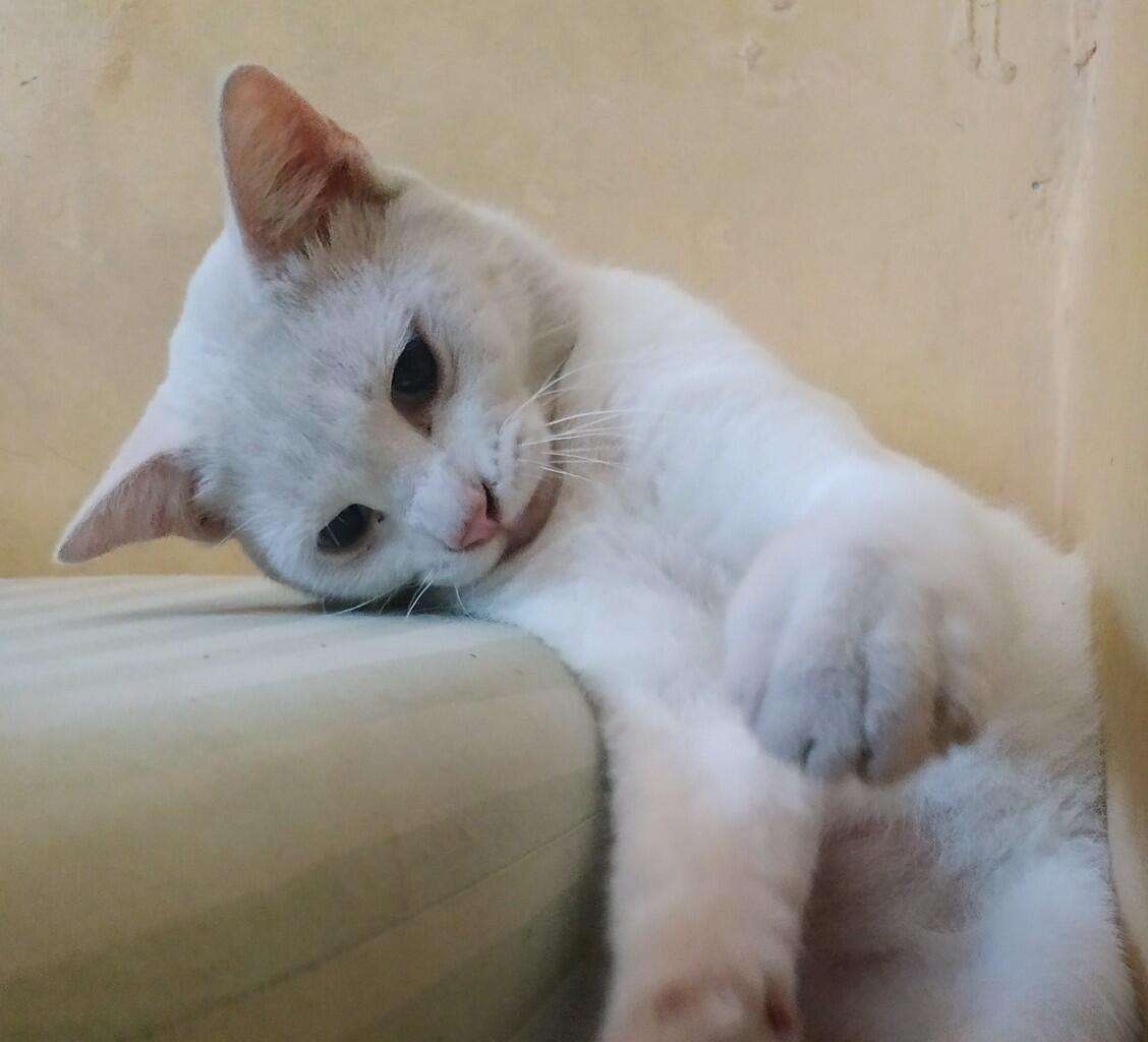 &#91;HELP&#93; butuh bantuan agan yang bisa nerawang