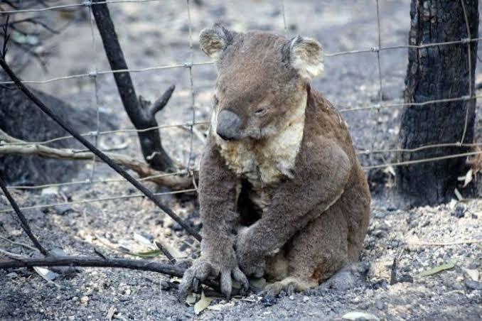 Miris! 350 Koala Mati Sia-Sia Karena Kebakaran Dahsyat, Duh Jadi Nangis Gini😢