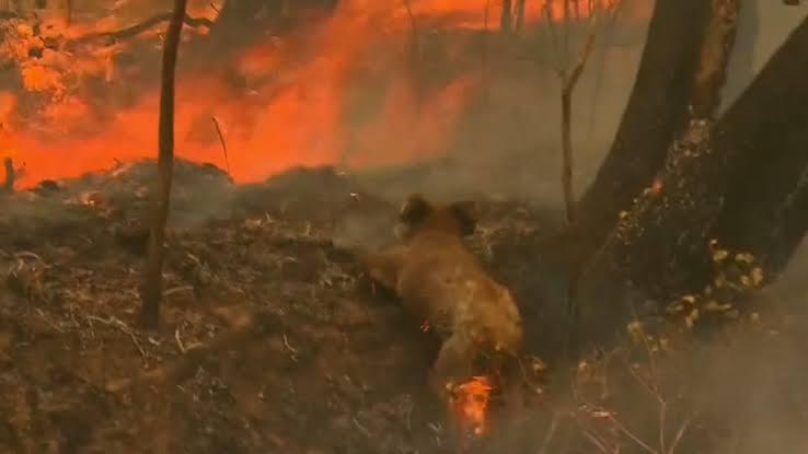 Miris! 350 Koala Mati Sia-Sia Karena Kebakaran Dahsyat, Duh Jadi Nangis Gini😢