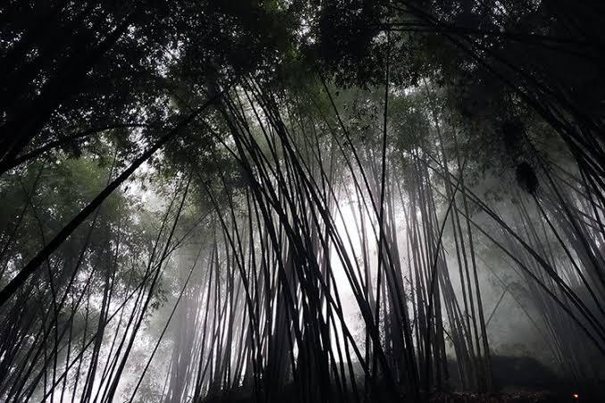 &#91;NASKAH FILM PENDEK&#93; Pohon Bambu yang Melambai-lambai