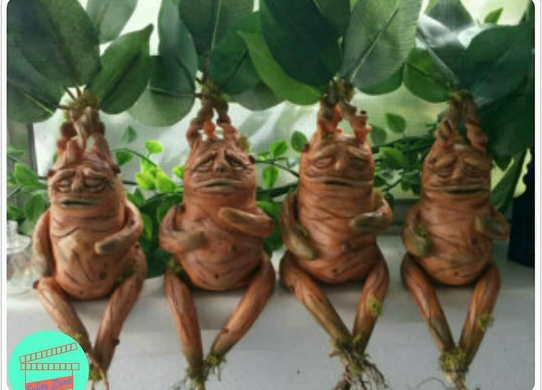 Mandrake! Tanaman yang Menyerupai Manusia, Tumbuh Dengan Tetesan Darah dan Sperma