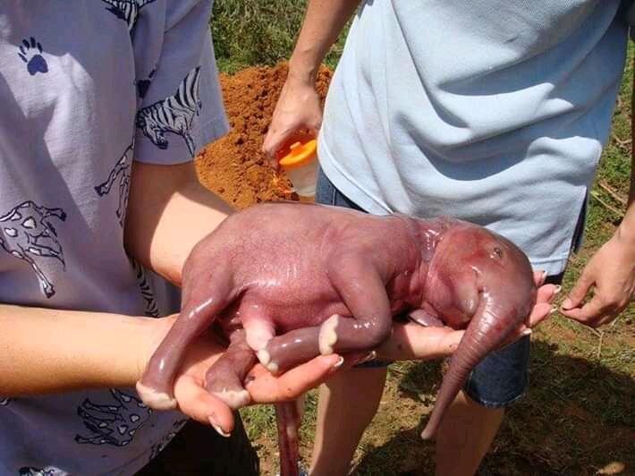 Potret Bayi-bayi Hewan Ini Sangat Lucu, Buat Kamu Jadi Gregetan Sendiri!