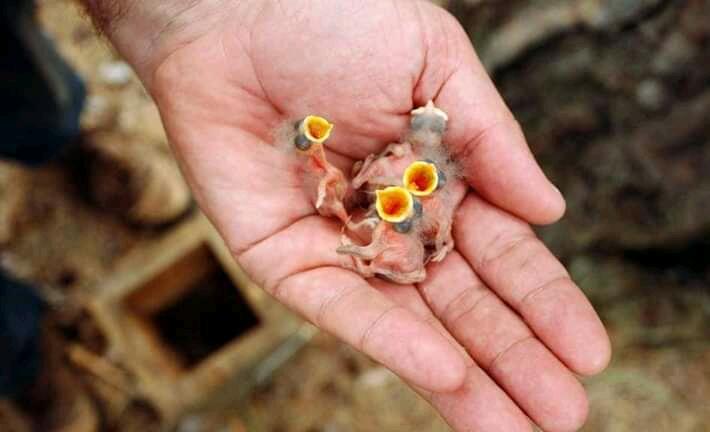 Potret Bayi-bayi Hewan Ini Sangat Lucu, Buat Kamu Jadi Gregetan Sendiri!