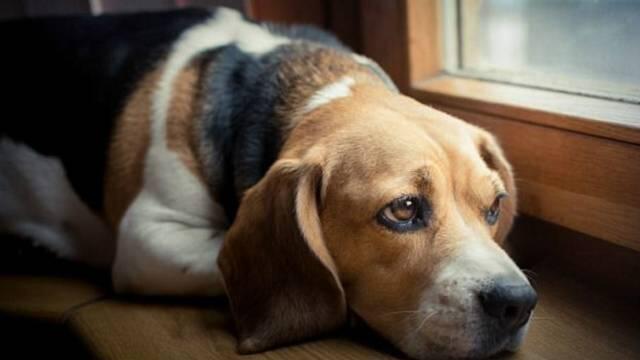 Anjing Melolong, Pertanda Ada Mahluk Halus?