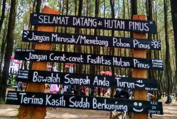 Hutan Pinus Semeru, My Inspiring Place