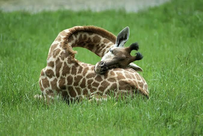 Jerapah: Gaya Tidur hingga Hewan Paling &quot;Kepaksa&quot; Insomnia se Afrika