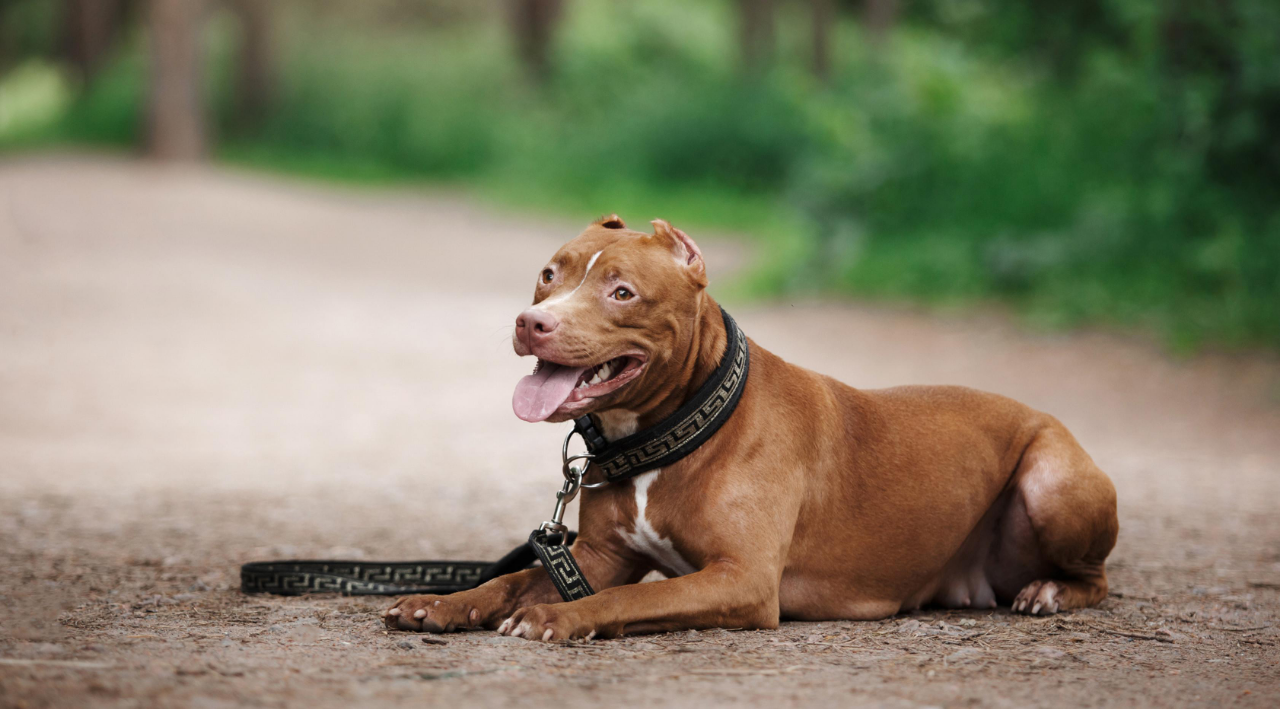 Ngeri, Anjing Pitbull Menyerang Manusia Lagi!