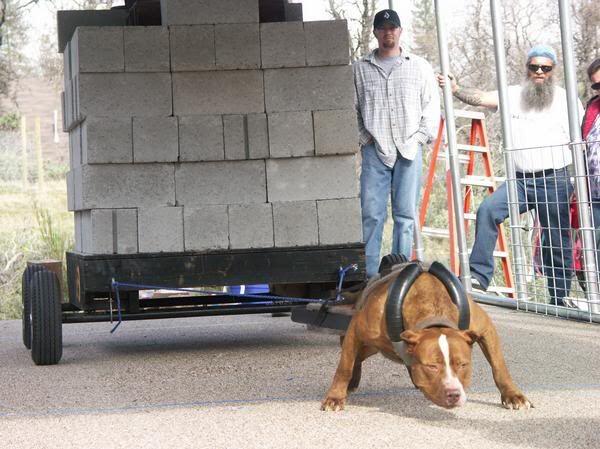 Lagi-Lagi Berita Jatuh Korban Anjing Pitbull. Kenapa Masih Ada Orang Pingin Pelihara?