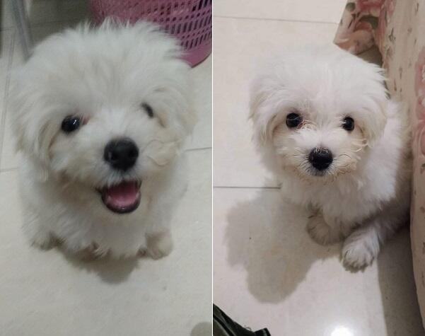 Lagi-Lagi Berita Jatuh Korban Anjing Pitbull. Kenapa Masih Ada Orang Pingin Pelihara?