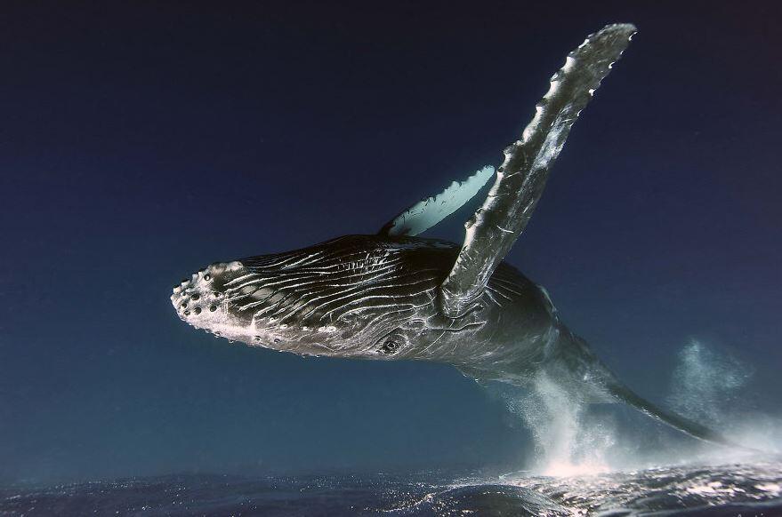Cekidot gansis, Foto menakjubkan para pemenang Nature Photographer of the Year 20019