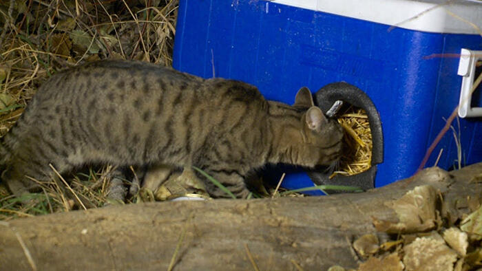 Pria ini Menyulap Barang Bekas, menjadi Tempat Tinggal untuk Kucing di Musim Dingin