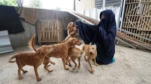 Perempuan Bercadar Ini Pelihara Belasan Anjing; Harusnya Kita Support