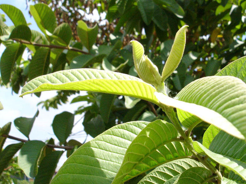 Berupa Manfaat Dari Daun Jambu Biji