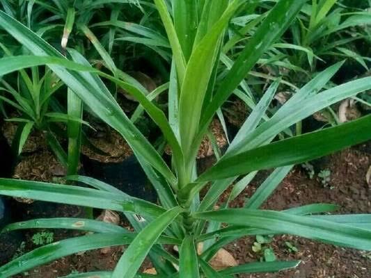 &#91;DIY&#93; Mengolah Pewarna Dari Alam Untuk Berkarya