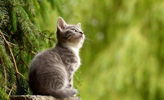 Foto-Foto Kucing dengan Gaya 'Rambut' Masa Kini, Gokil Abis!