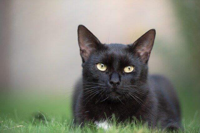 Foto-Foto Kucing dengan Gaya 'Rambut' Masa Kini, Gokil Abis!