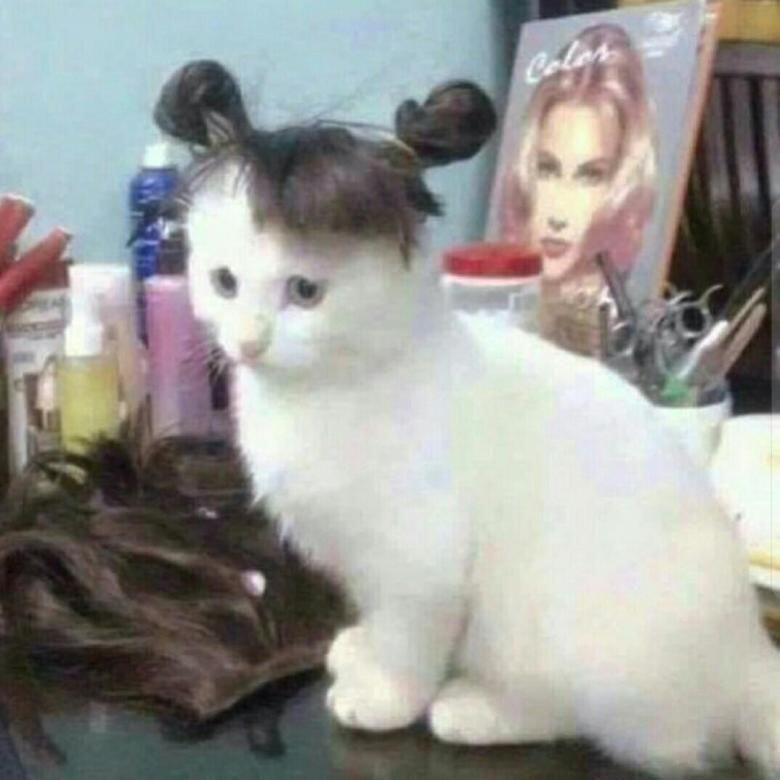 Foto-Foto Kucing dengan Gaya 'Rambut' Masa Kini, Gokil Abis!