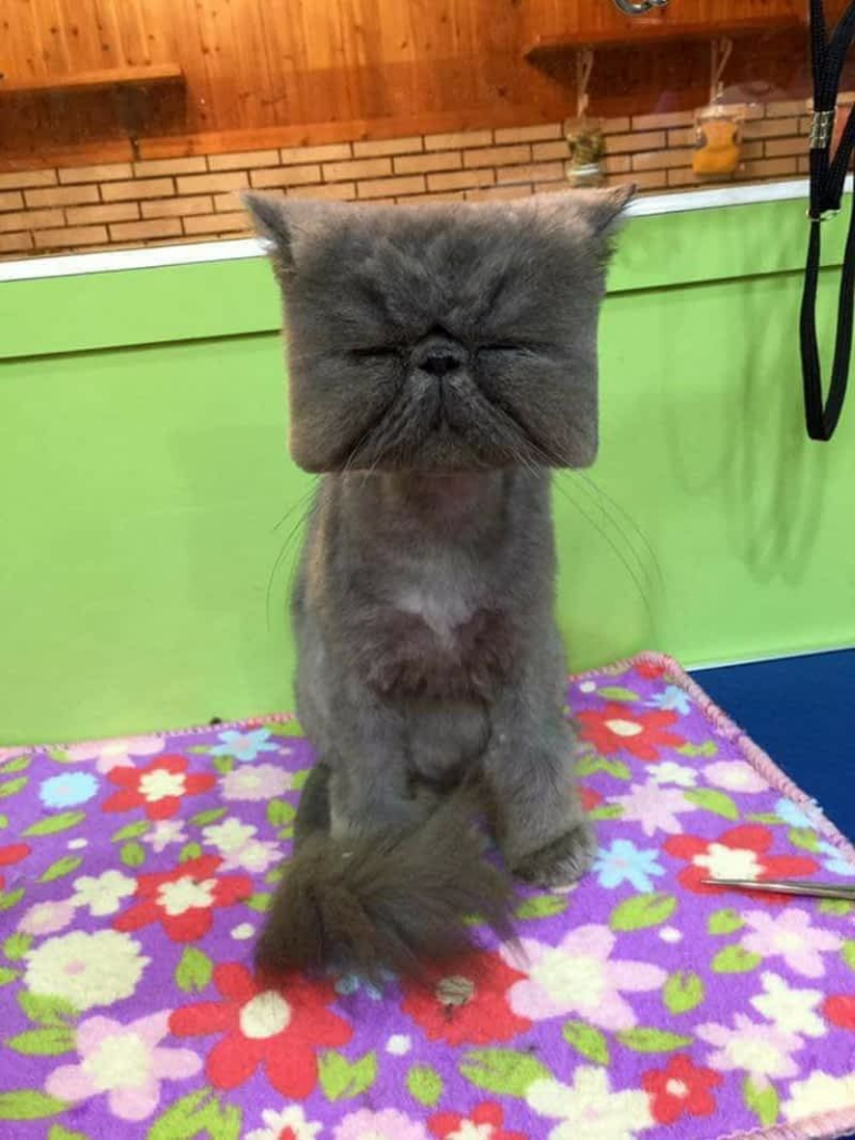 Foto-Foto Kucing dengan Gaya 'Rambut' Masa Kini, Gokil Abis!