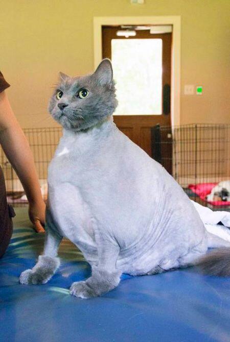 Foto-Foto Kucing dengan Gaya 'Rambut' Masa Kini, Gokil Abis!