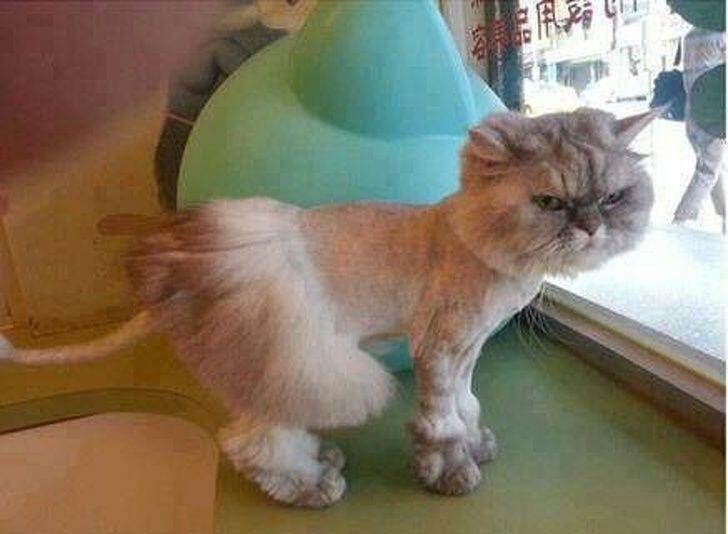 Foto-Foto Kucing dengan Gaya 'Rambut' Masa Kini, Gokil Abis!