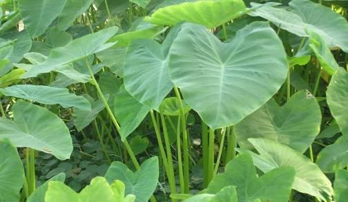 Wow! Sedapnya Pecak Cucut dan Sayur Lompong, Salah Eksekusi Bisa Gatal-gatal 