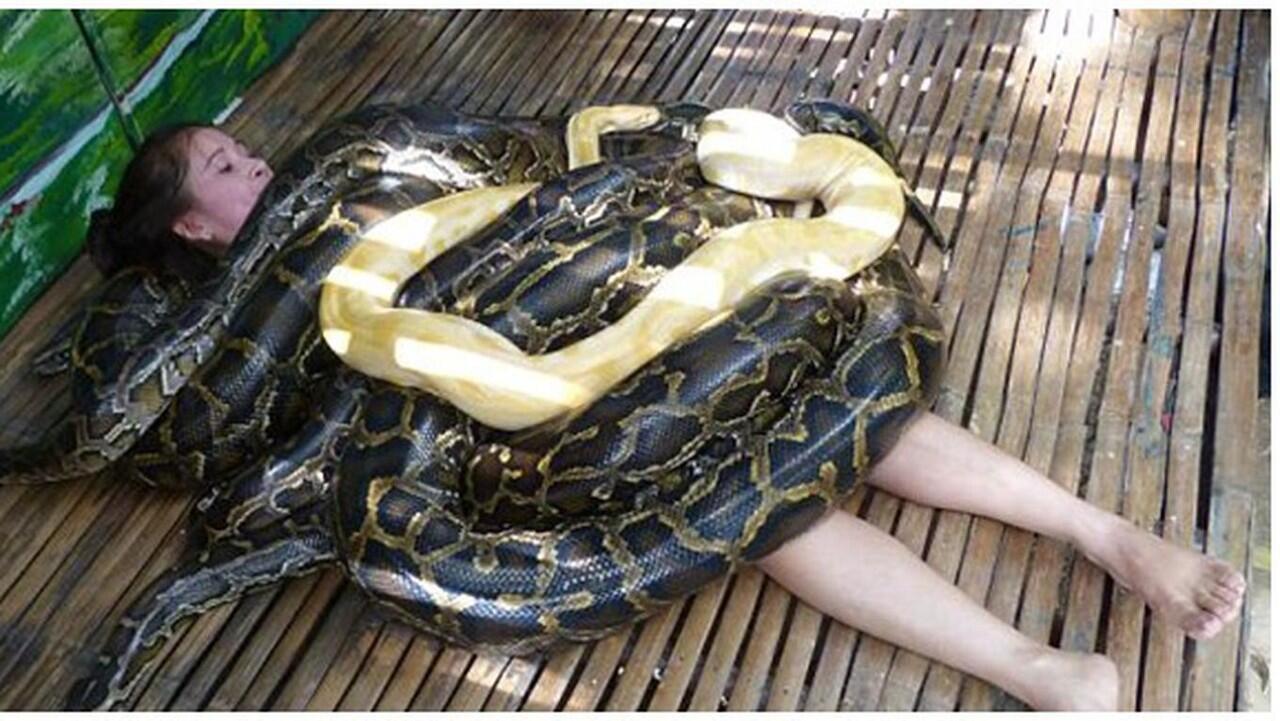 Jasa Pijat Ular Python yang Dipercaya Bisa Menyehatkan Badan