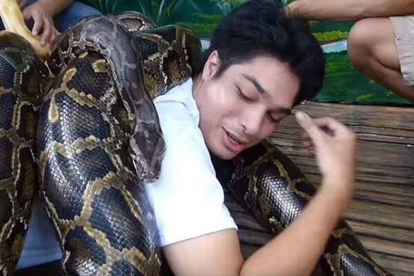 Jasa Pijat Ular Python yang Dipercaya Bisa Menyehatkan Badan