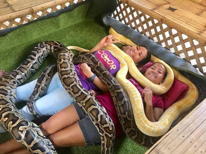 Jasa Pijat Ular Python yang Dipercaya Bisa Menyehatkan Badan