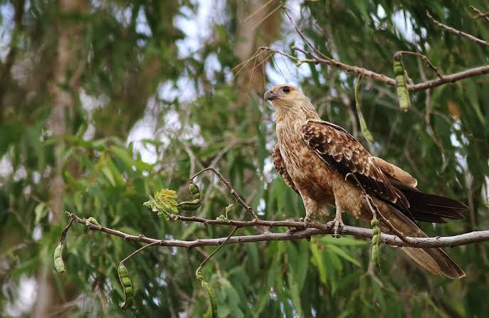Burung Penyebab Kebakaran Hutan? Koq Bisa?