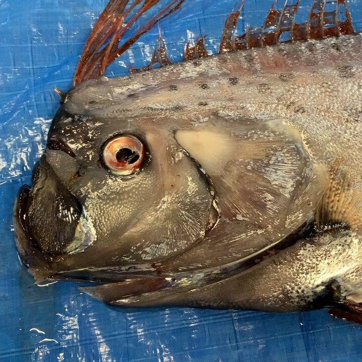 Oarfish Ikan Peramal Akan Datangnya Gempa dan Tsunami, Benarkah?